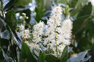 Prunus laurocerasus med store hvide blomster
