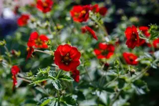 potentilla busk med røde blomster