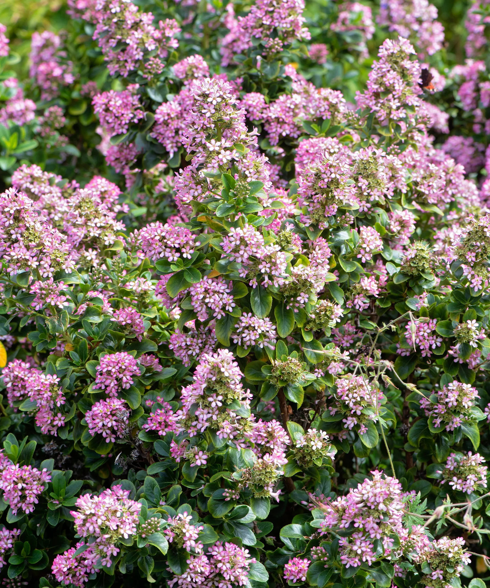 Ein Escallonia-Strauch ist im Sommer mit rosa Blüten bedeckt' loading='lazy' title=