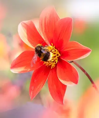 abelha em uma flor dália