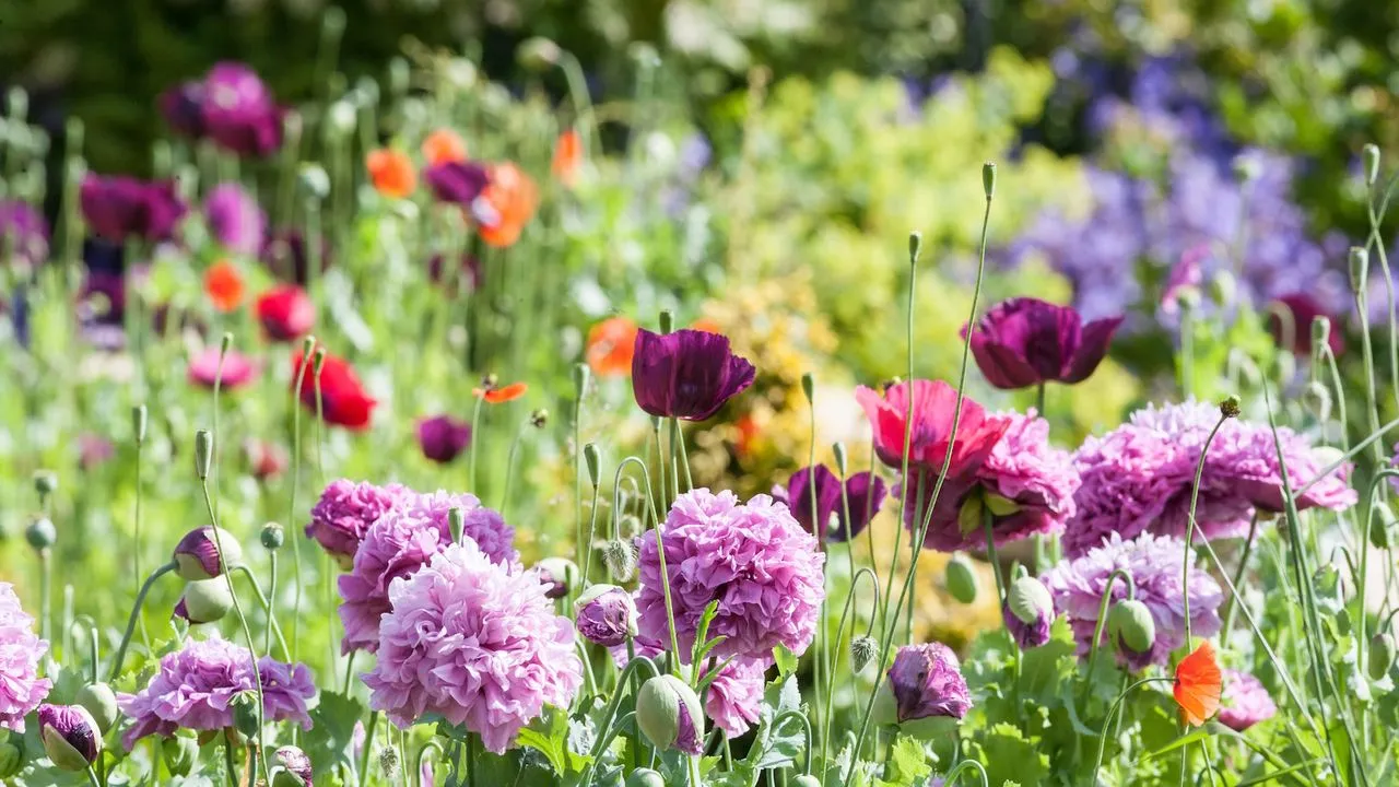 Compiti di inizio primavera' loading='lazy' title=