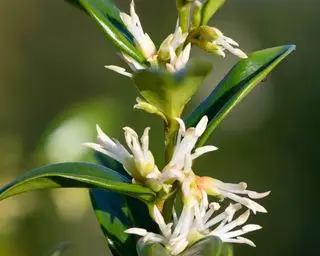 co sadzić w grudniu Sarcococca confusa