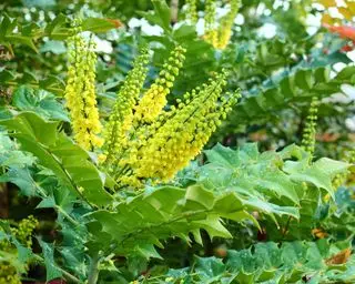 co sadzić w grudniu Mahonia Winter Sun