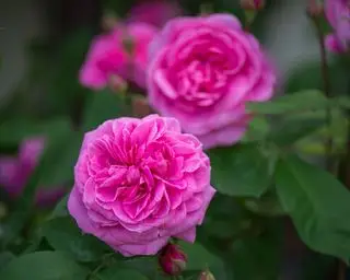 co sadzić w grudniu Róża Davida Austina Gertrude Jekyll