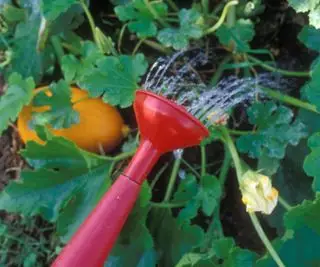 Regar una planta de calabaza