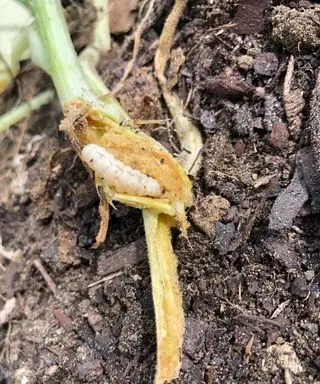 barrenador de la vid de la calabaza