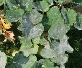 Hojas de calabacín con oídio