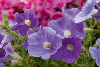 pétunias violets