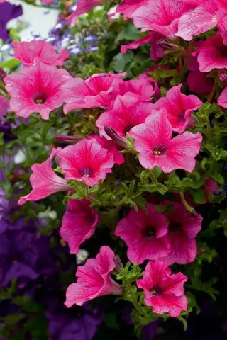pétunias roses