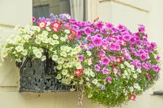 Wie man Petunien abschneidet – und wie oft –, um die Blüte zu steigern