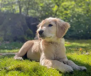 golden retriever hvalp på en græsplæne