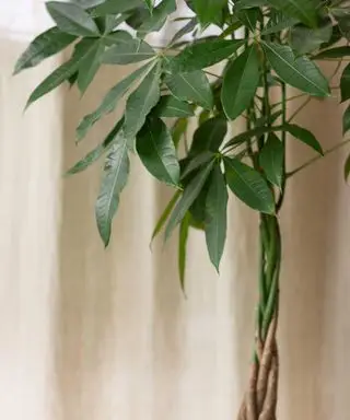 árbol del dinero en maceta