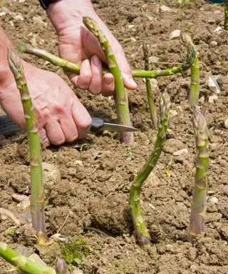 Špargľové oštepy sa zbierajú ručne nožom