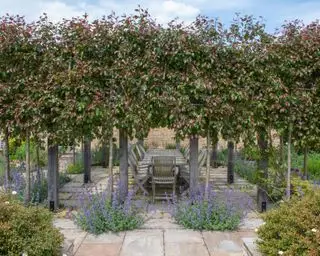 pergola nad venkovní terasou a jídelním koutem se stromy vysázenými kolem v designu Fi Boyle Garden Design