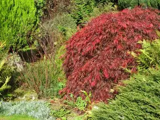 Red Dissected – Dissectum Atropurpureum – イロハモミジ