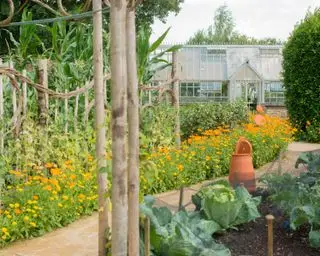 ル・マノワールの菜園での持続可能なガーデニングのためのコンパニオン・プランティング