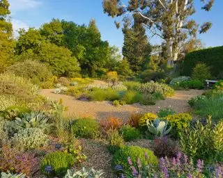夏に干ばつに強い植物を植える砂利園
