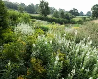 田舎の庭に植える自然主義的なスタイル