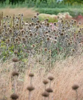手間のかからない庭の境界線として、花の上に残った乾燥した種子の頭を使うアイデア