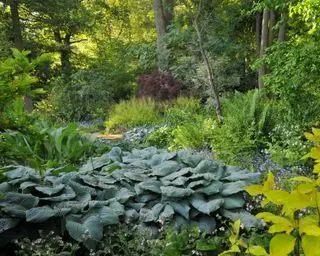 森林庭園の日陰を愛する植物の葉の形と質感