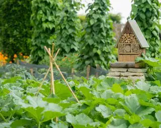ネットでいくつかの作物が保護されている菜園のバグ ホテル