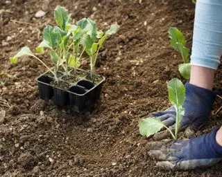 若いカリフラワーを地面に植える