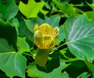 Liriodendron tulipifera (Tulpenpappel) Blätter und Blüten