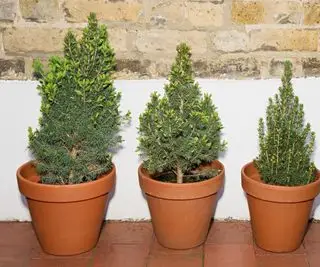 Tres coníferas que crecen en macetas de terracota