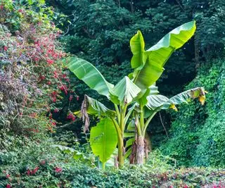 Planta de plátano musa resistente al frío