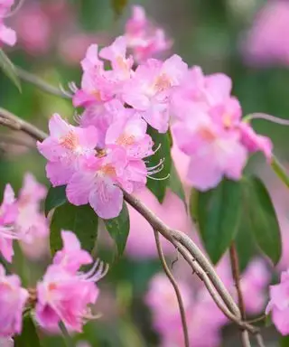 rodondros rosados
