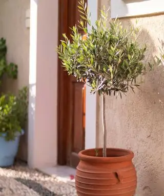 olivo en maceta