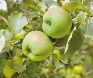 Manzanas Bramley en el árbol