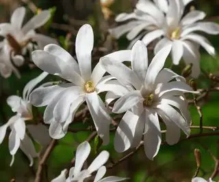 Magnolia stellata con flores blancas