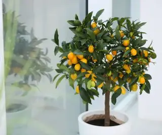 Árbol de kumquat que crece en interiores