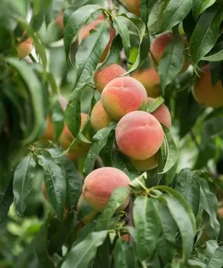 Fruta madura en un melocotonero