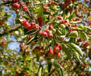 Árbol de manzano silvestre lleno de frutas en otoño