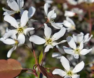 flores blancas de baya de servicio (Amelanchier laevis)