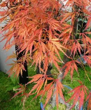 Árbol llorón de arce japonés