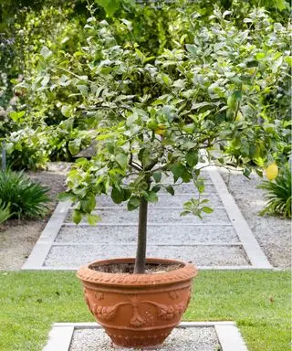 Un limonero en una maceta de terracota que muestra los mejores árboles para un jardín pequeño.