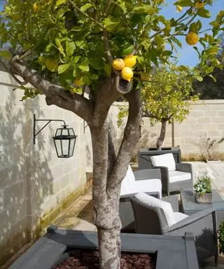 Eine kleine, ummauerte Gartenidee im Innenhof mit einem Zitronenbaum, der aus einem quadratischen Pflanzgefäß wächst, und dunkelgrauen Sitzgelegenheiten aus Korbgeflecht um einen Couchtisch.