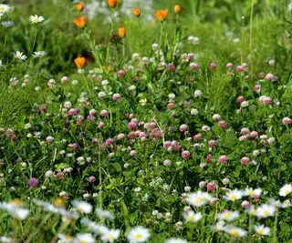 plantas con flores en el césped