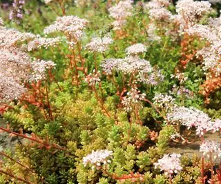 cultivo de piedra blanco (álbum de sedum)