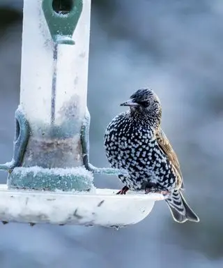 Un estornino pinto, Sturnus vulgaris, en un comedero para pájaros