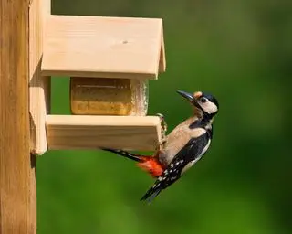 pájaro carpintero manchado macho en un comedero para pájaros con mantequilla de maní