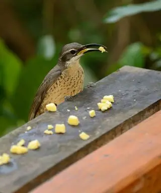 Magnífica hembra de Riflebird (Ptiloris magnificus) alimentándose de trozos de queso en el jardín birdtable