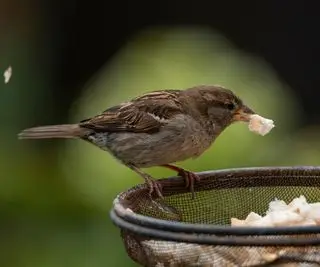 gorrión comiendo trozos de pan