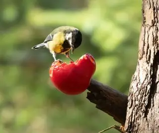Un lindo pájaro carbonero picoteando una jugosa manzana roja en la rama de un árbol en el bosque