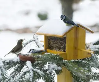 Robin y herrerillo común encaramado en un comedero para pájaros en un árbol cubierto de nieve