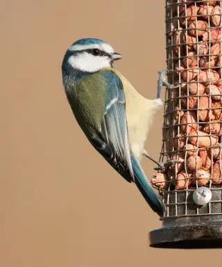 Qué no alimentar a las aves: 8 alimentos comunes que podrían causarles daño