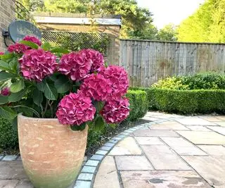 hortensia rose dans un récipient dans le jardin